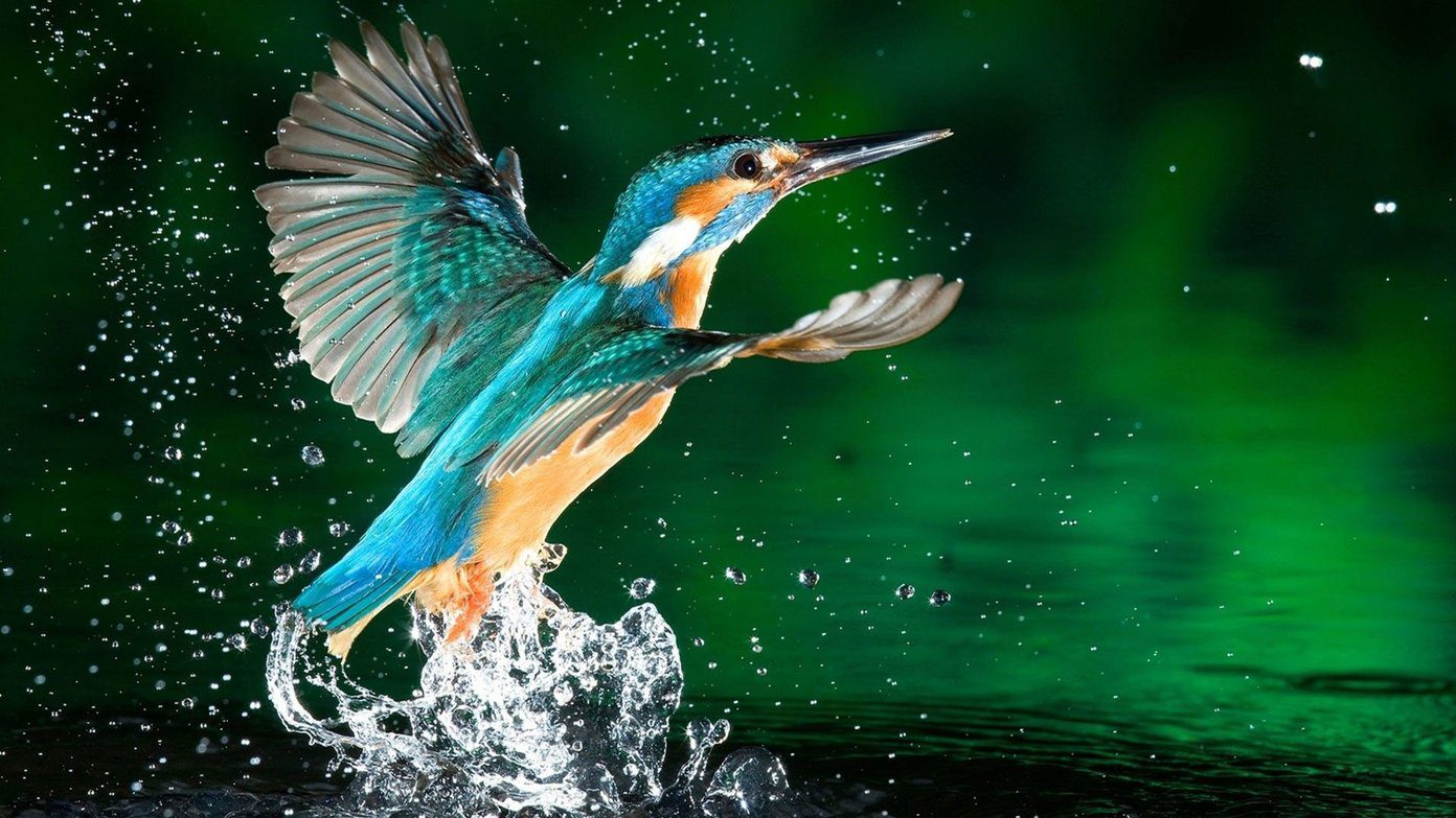 Beautiful Hd Birds Wallpapers Kingfishers