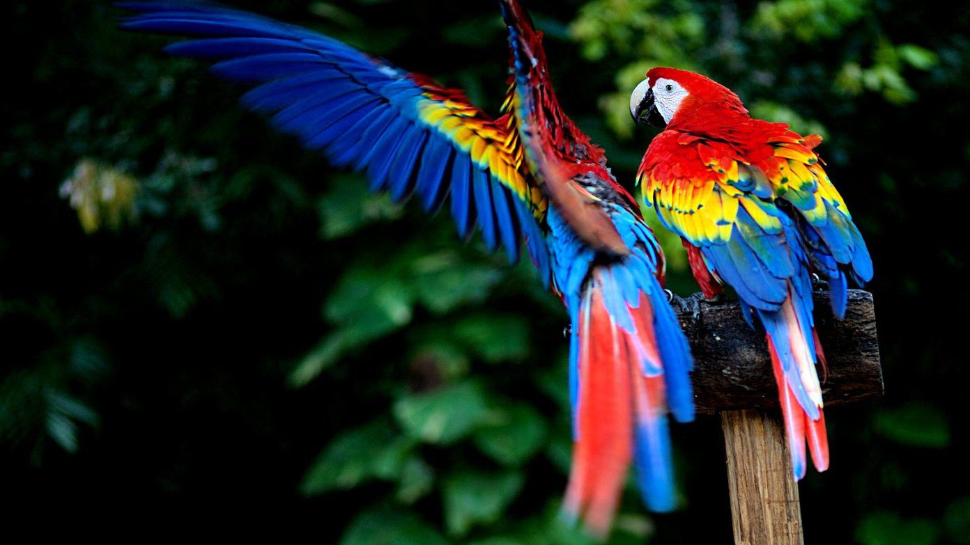 Beautiful Hd Birds Wallpapers Macaw