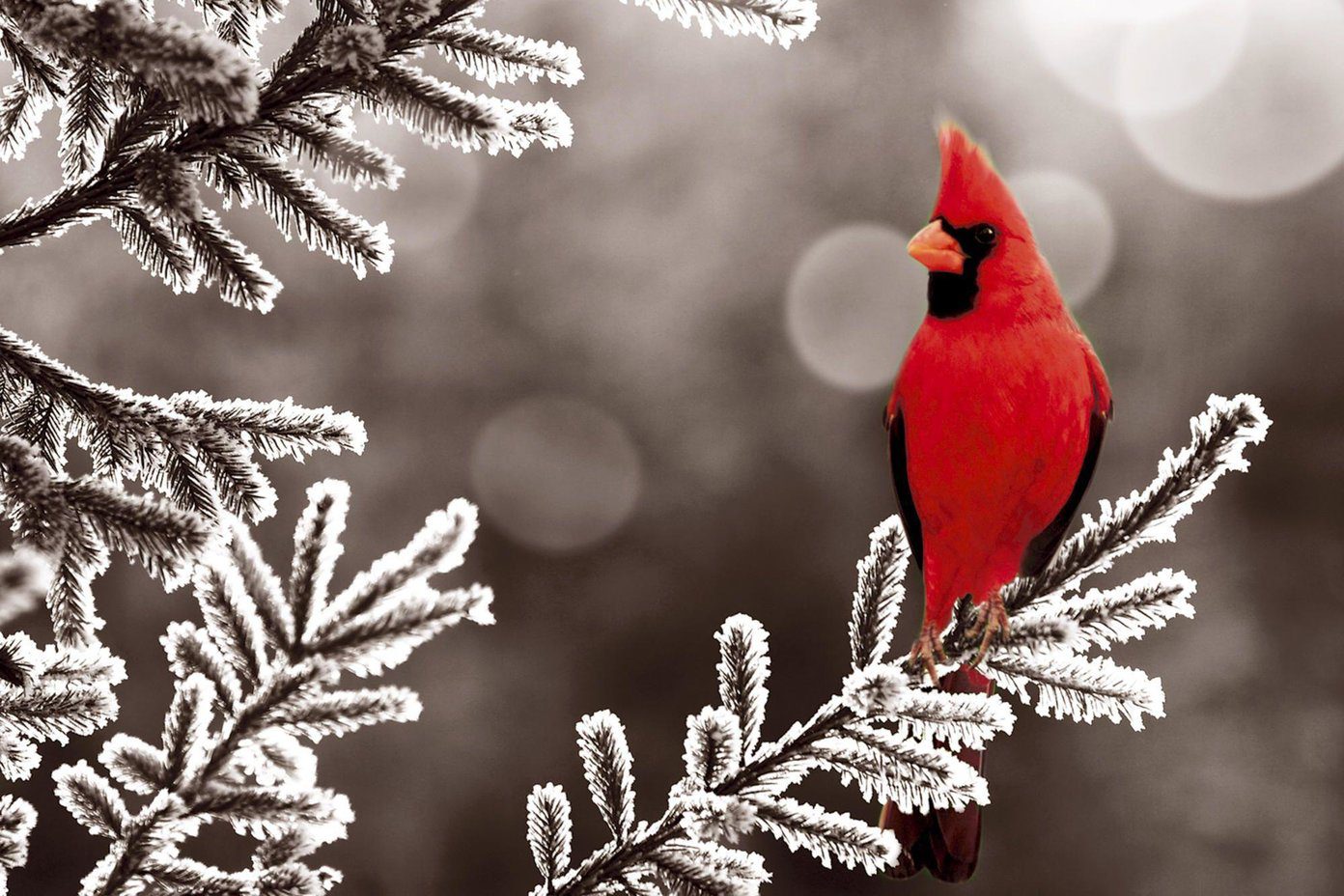 Beautiful Hd Birds Wallpapers Northern Cardinal