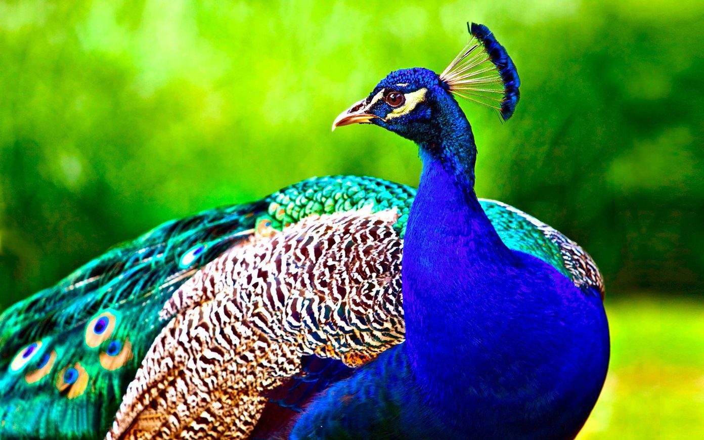 Beautiful Hd Birds Wallpapers Peacock