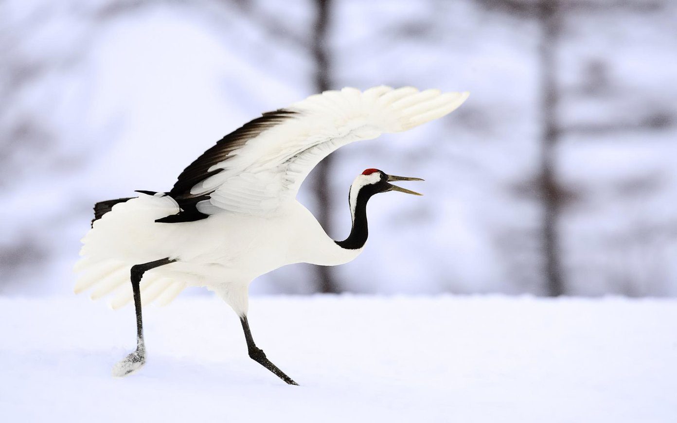 Beautiful Hd Birds Wallpapers White Crane