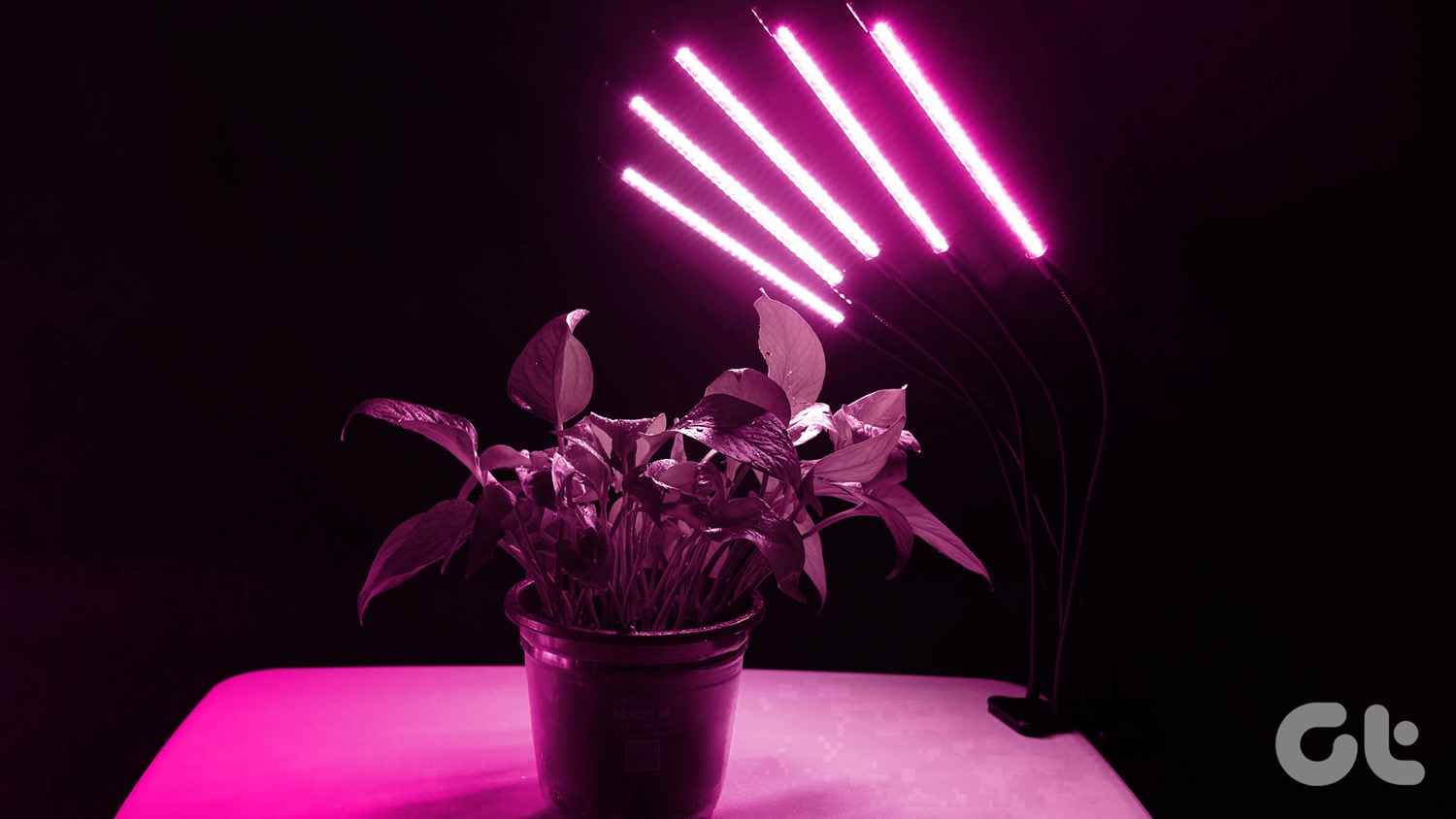 Best Grow LED Lights for Indoor Plants