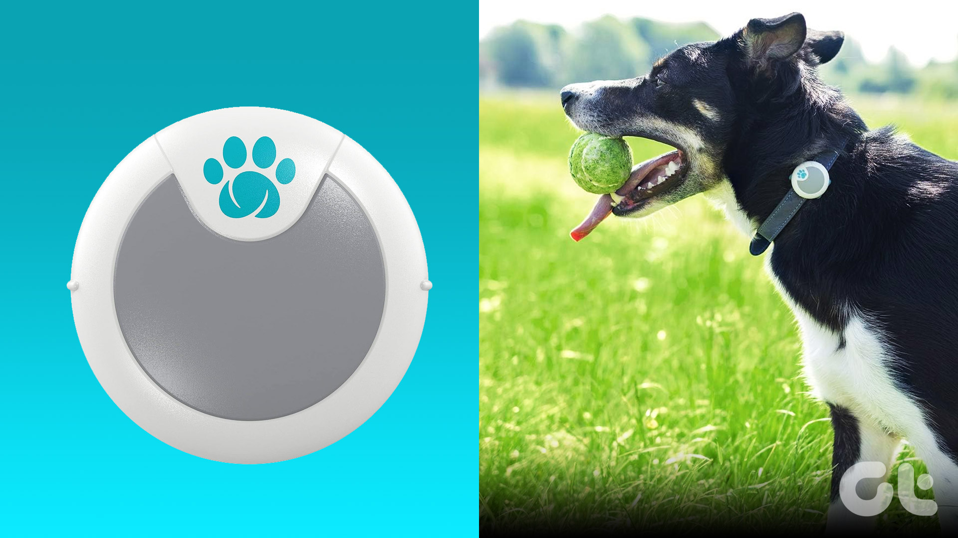 best dog activity trackers