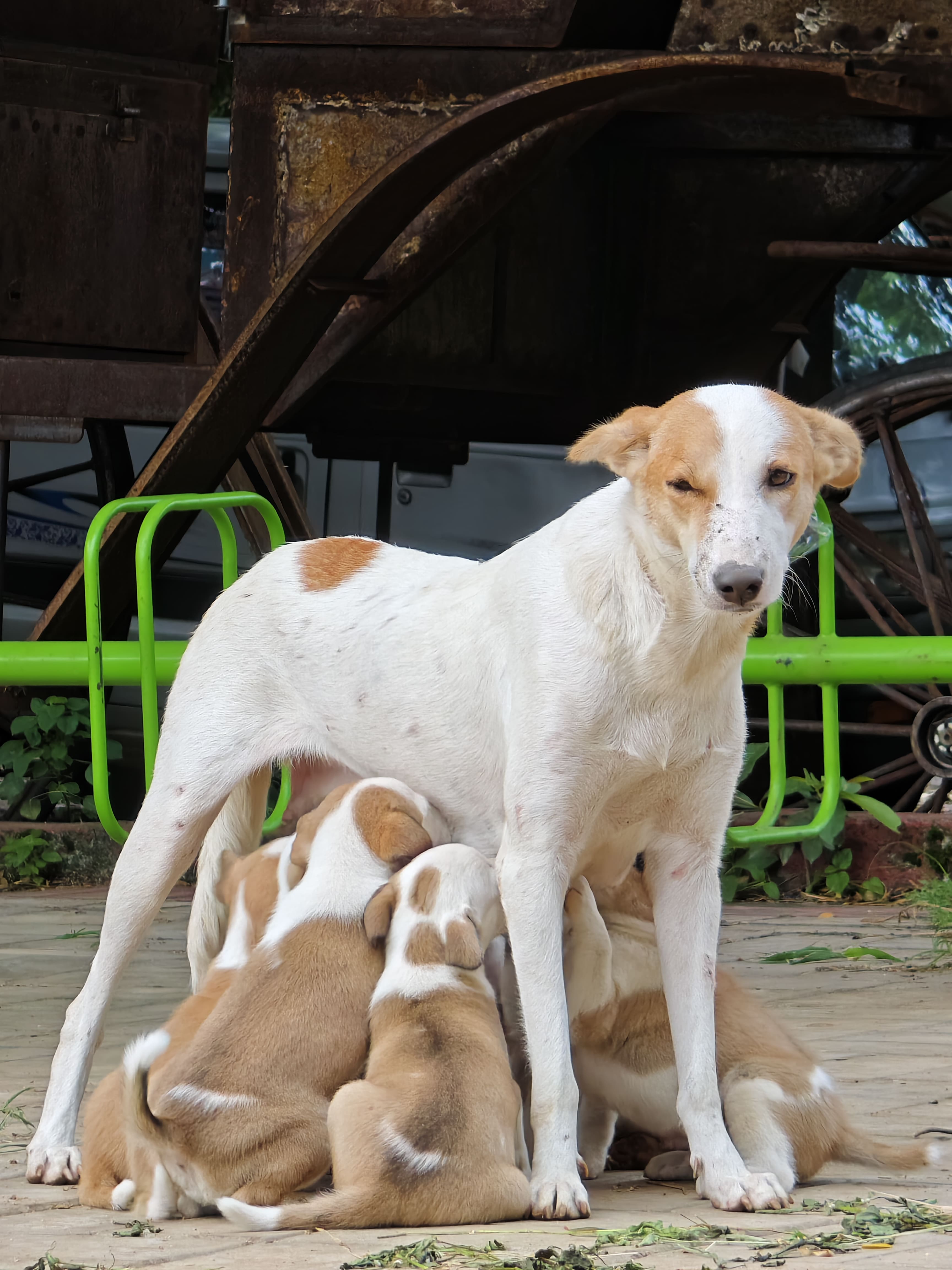 IMG_20240623_074142 - 16