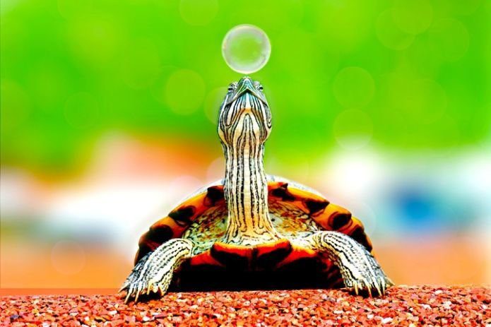 Animal Cute Macro Turtle Reptile Bubble 1169953 Pxhere Com