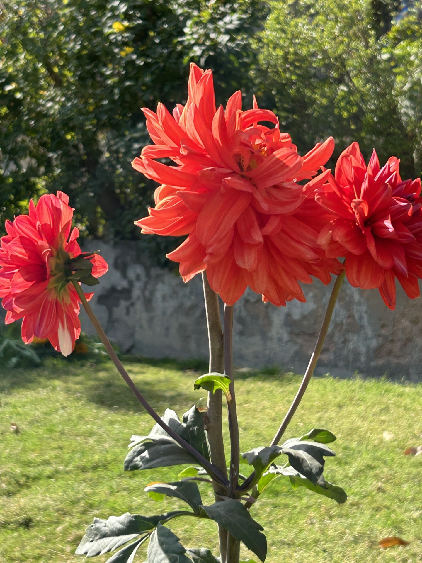 Samsung Galaxy S23 Plus Vs IPhone 14 Camera Comparison Which Is The